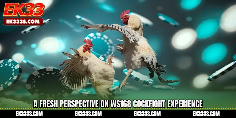 A Fresh Perspective on WS168 Cockfight Experience